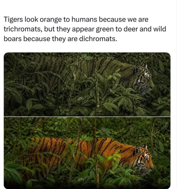 Tigers look orange to humans because we are trichromats, but they appear green to deer and wild boars because they are dichromats.