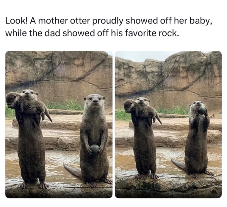 Look! A mother otter proudly showed off her baby, while the dad showed off his favorite rock.