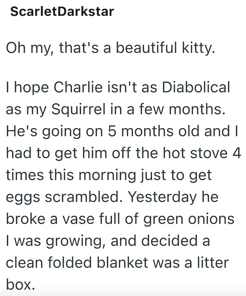 ScarletDarkstar Oh my, that's a beautiful kitty. I hope Charlie isn't as Diabolical as my Squirrel in a few months. He's going on 5 months old and I had to get him off the hot stove 4 times this morning just to get eggs scrambled. Yesterday he broke a vase full of green onions I was growing, and decided a clean folded blanket was a litter box.