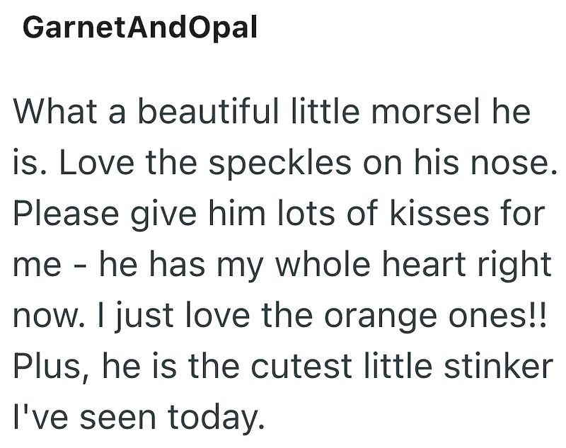 Garnet AndOpal What a beautiful little morsel he is. Love the speckles on his nose. Please give him lots of kisses for me he has my whole heart right - now. I just love the orange ones!! Plus, he is the cutest little stinker I've seen today.