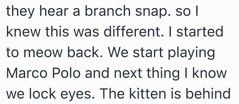 they hear a branch snap. so I knew this was different. I started to meow back. We start playing Marco Polo and next thing I know we lock eyes. The kitten is behind