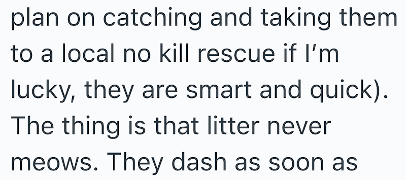 plan on catching and taking them to a local no kill rescue if I'm lucky, they are smart and quick). The thing is that litter never meows. They dash as soon as