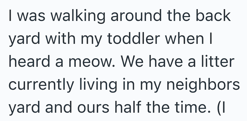 I was walking around the back yard with my toddler when I heard a meow. We have a litter currently living in my neighbors yard and ours half the time. (I