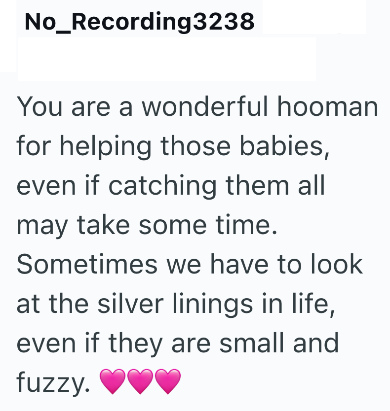 No_Recording3238 You are a wonderful hooman for helping those babies, even if catching them all may take some time. Sometimes we have to look at the silver linings in life, even if they are small and fuzzy.