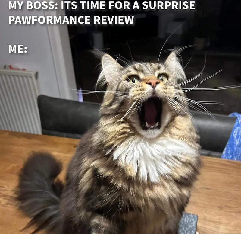 MY BOSS: ITS TIME FOR A SURPRISE PAWFORMANCE REVIEW ME: