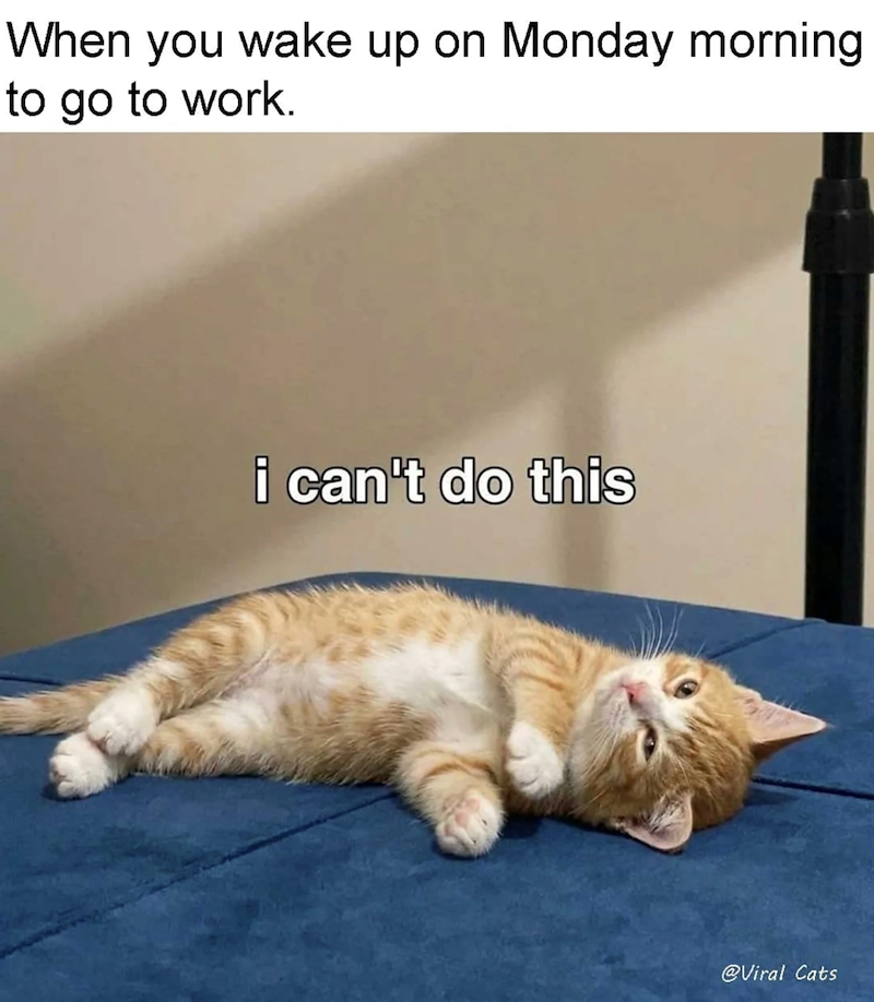 When you wake up on Monday morning to go to work. i can't do this @Viral Cats