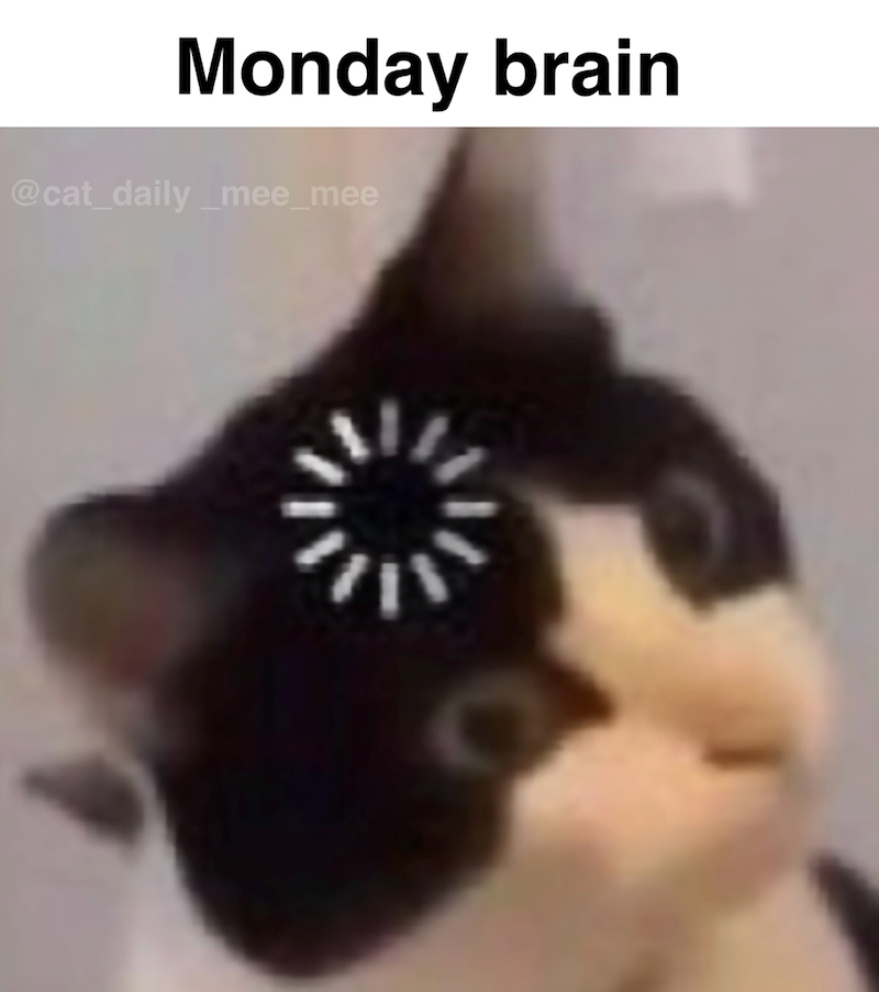 Monday brain @cat_daily_mee_mee