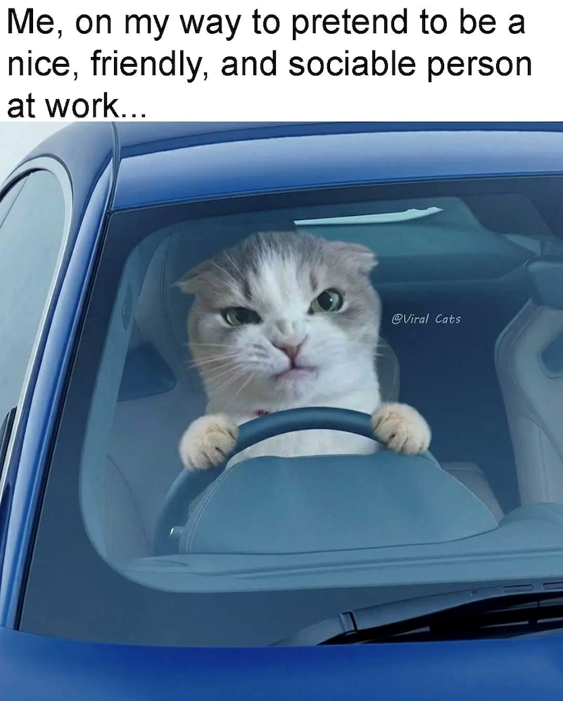 Me, on my way to pretend to be a nice, friendly, and sociable person at work... @Viral Cats