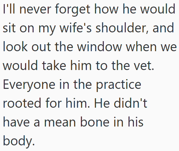 I'll never forget how he would sit on my wife's shoulder, and look out the window when we would take him to the vet. Everyone in the practice rooted for him. He didn't have a mean bone in his body.