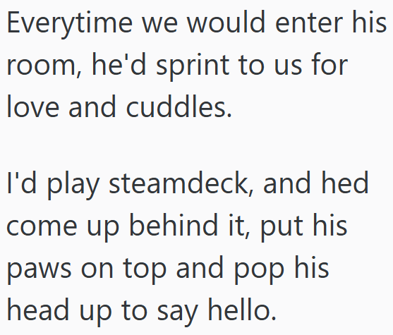Everytime we would enter his room, he'd sprint to us for love and cuddles. I'd play steamdeck, and hed come up behind it, put his paws on top and pop his head up to say hello.