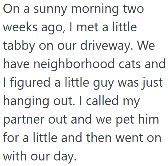 On a sunny morning two weeks ago, I met a little tabby on our driveway. We have neighborhood cats and I figured a little guy was just hanging out. I called my partner out and we pet him for a little and then went on with our day.