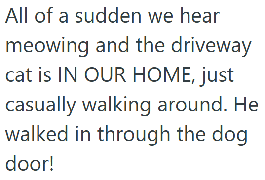 All of a sudden we hear meowing and the driveway cat is IN OUR HOME, just casually walking around. He walked in through the dog door!