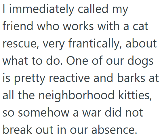 I immediately called my friend who works with a cat rescue, very frantically, about what to do. One of our dogs is pretty reactive and barks at all the neighborhood kitties, so somehow a war did not break out in our absence.