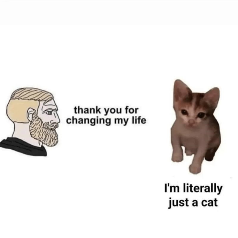 thank you for changing my life I'm literally just a cat