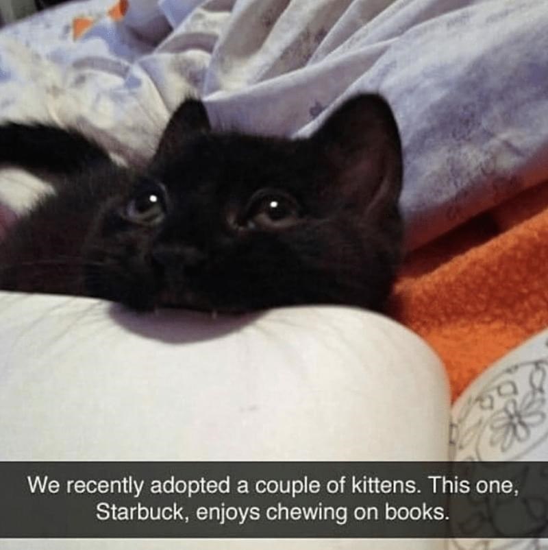 We recently adopted a couple of kittens. This one, Starbuck, enjoys chewing on books.