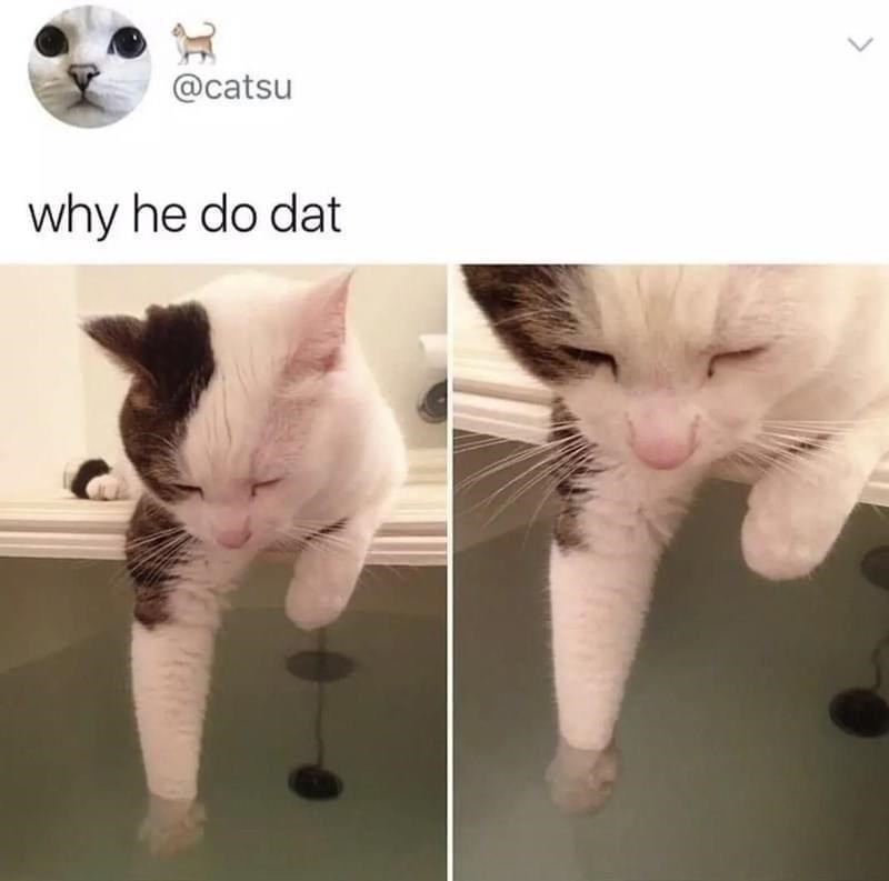 式 @catsu why he do dat