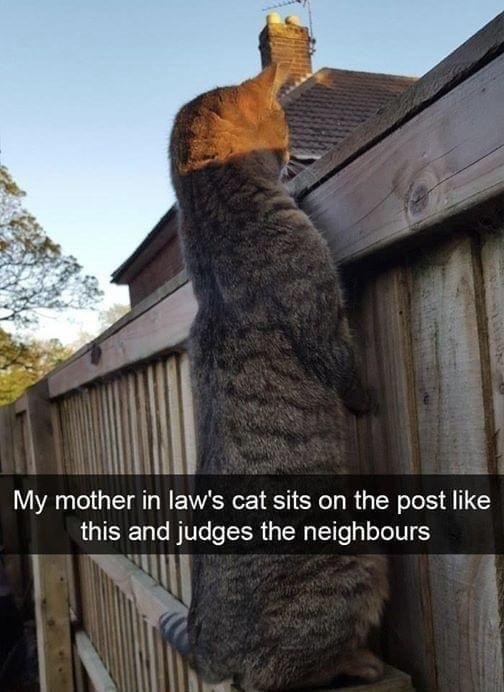 My mother in law's cat sits on the post like this and judges the neighbours