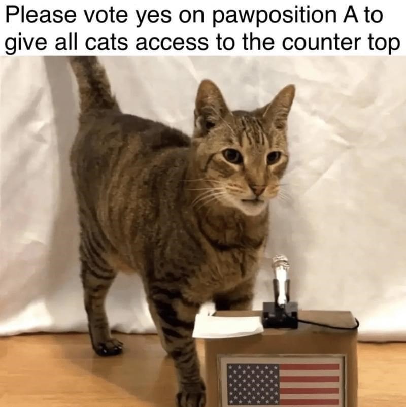 Please vote yes on pawposition A to give all cats access to the counter top