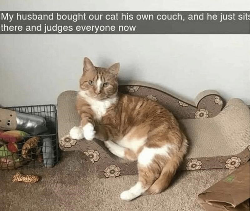 My husband bought our cat his own couch, and he just sits there and judges everyone now