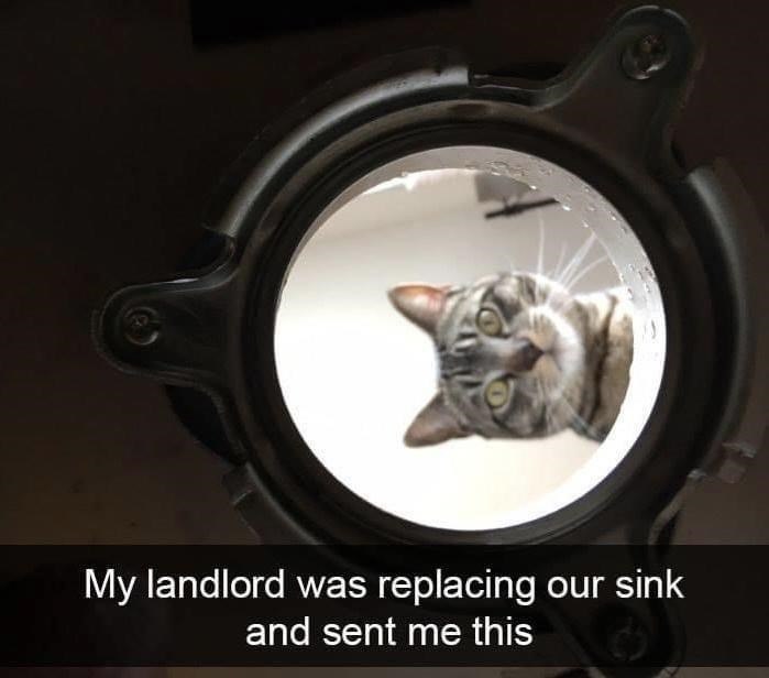 My landlord was replacing our sink and sent me this