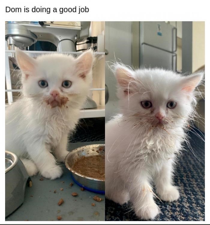 Dom is doing a good job