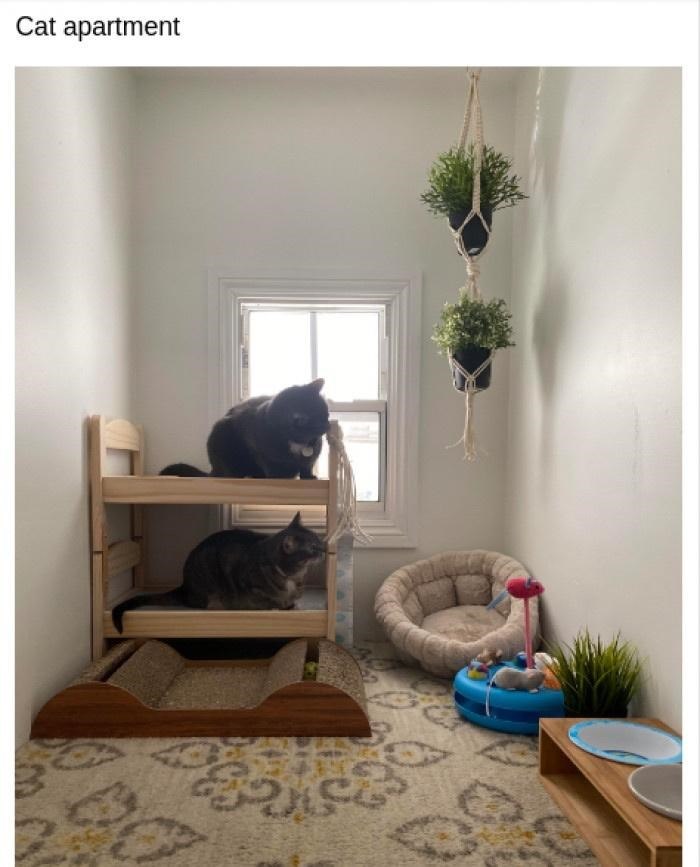 Cat apartment