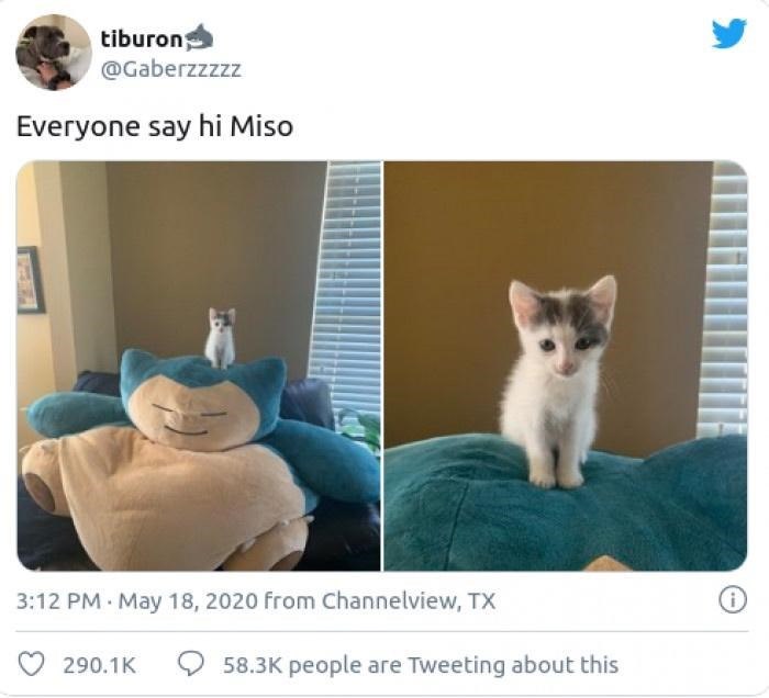 tiburon @Gaberzzzzz Everyone say hi Miso 3:12 PM May 18, 2020 from Channelview, TX i 290.1K 58.3K people are Tweeting about this