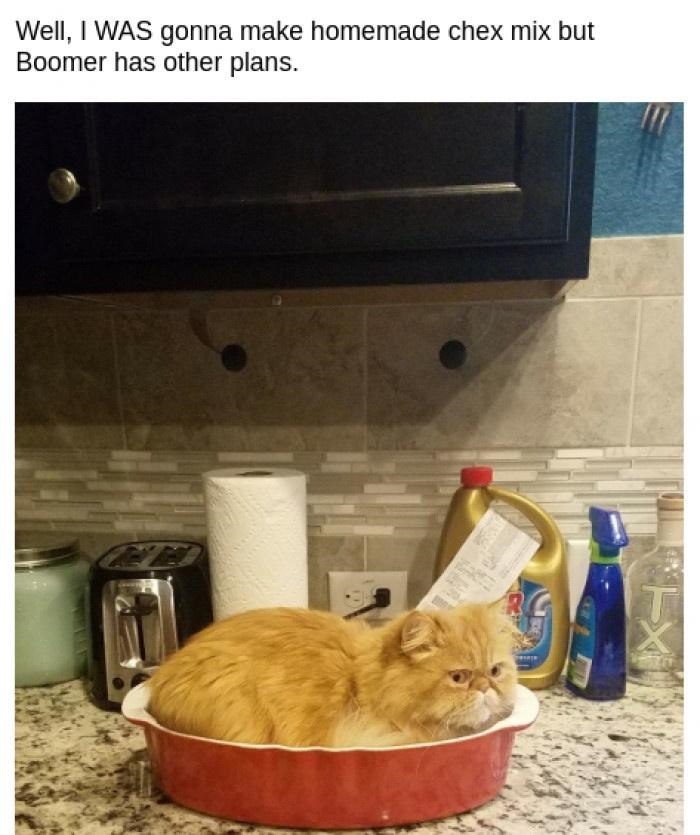 Well, I WAS gonna make homemade chex mix but Boomer has other plans. T