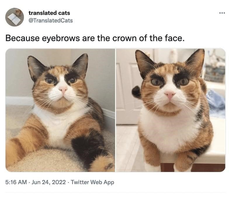 translated cats @TranslatedCats Because eyebrows are the crown of the face. 5:16 AM - Jun 24, 2022 Twitter Web App ...