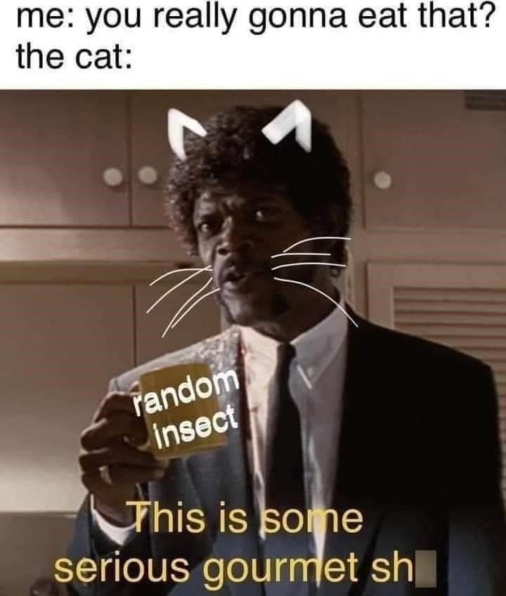 me: you really gonna eat that? the cat: random insect This is some serious gourmet sh
