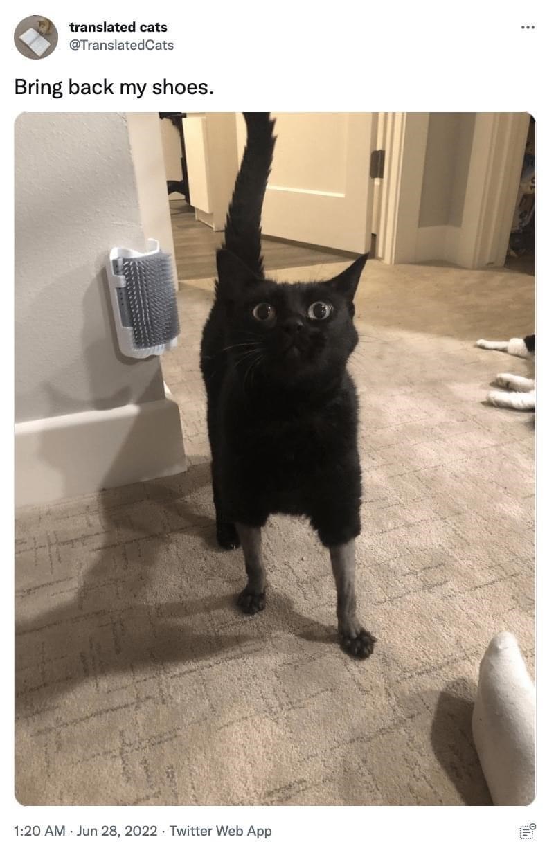 translated cats @TranslatedCats Bring back my shoes. 1:20 AM Jun 28, 2022 Twitter Web App