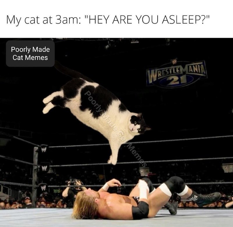 My cat at 3am: "HEY ARE YOU ASLEEP?" Poorly Made Cat Memes WRESTLEMANIA 21 Poorly Made Ga Memes