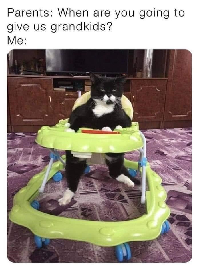 Parents: When are you going to give us grandkids? Me: