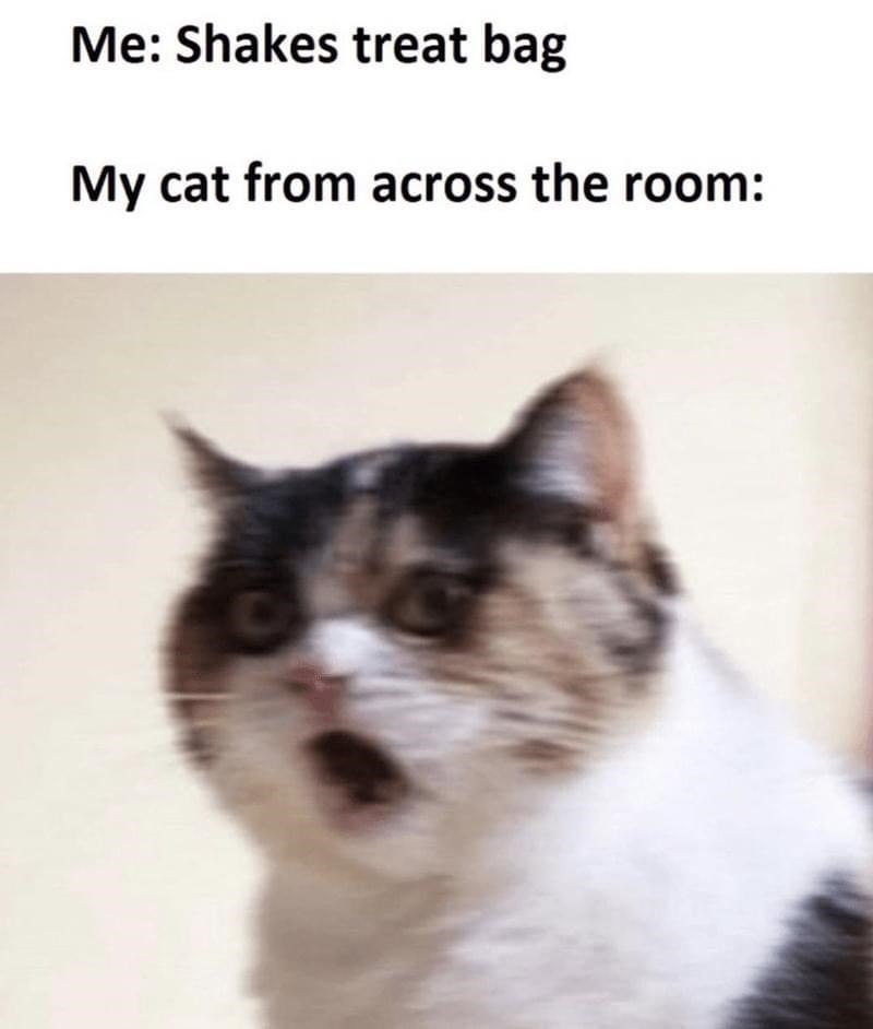 Me: Shakes treat bag My cat from across the room: