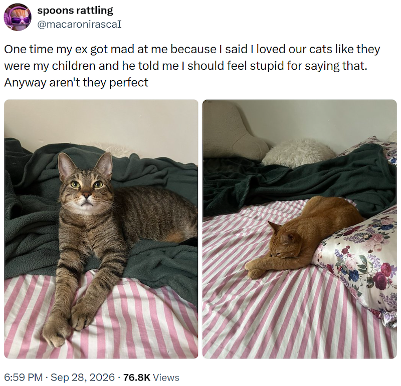 spoons rattling @macaronirascal One time my ex got mad at me because I said I loved our cats like they were my children and he told me I should feel stupid for saying that. Anyway aren't they perfect 6:59 PM - Sep 28, 2026 · 76.8K Views