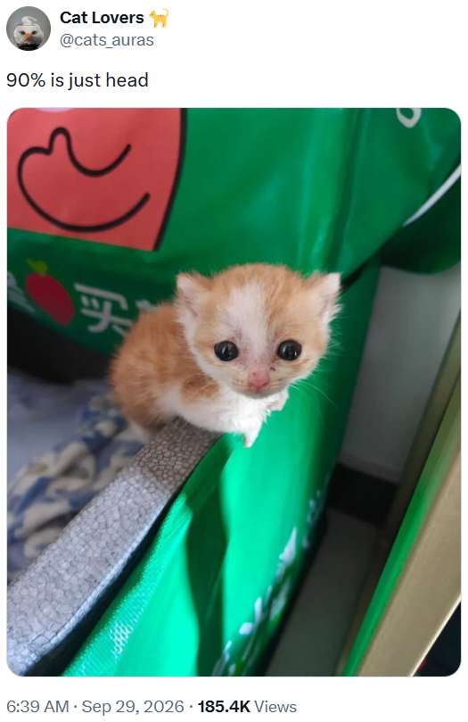 Cat Lovers @cats_auras 90% is just head FP 6:39 AM · Sep 29, 2026 185.4K Views