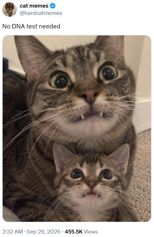 cat memes @hardcatmemes No DNA test needed 2:32 AM ⚫ Sep 29, 2026 455.5K Views