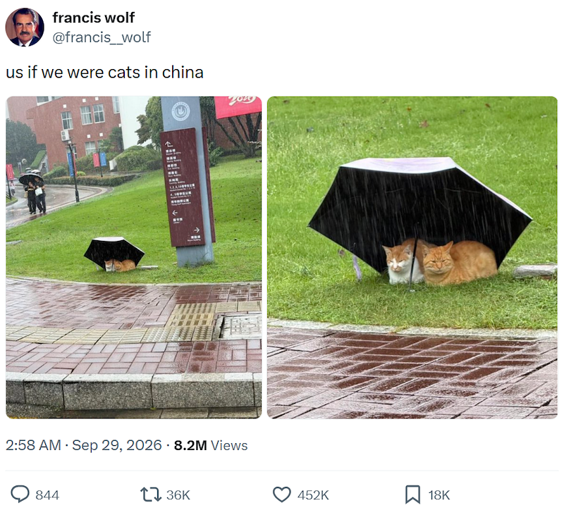 francis wolf @francis_wolf us if we were cats in china yong 2:58 AM - Sep 29, 2026 8.2M Views 844 136K 452K 18K