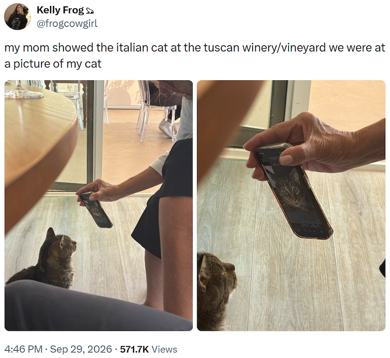 Kelly Frog >> @frogcowgirl my mom showed the italian cat at the tuscan winery/vineyard we were at a picture of my cat • 4:46 PM · Sep 29, 2026 571.7K Views