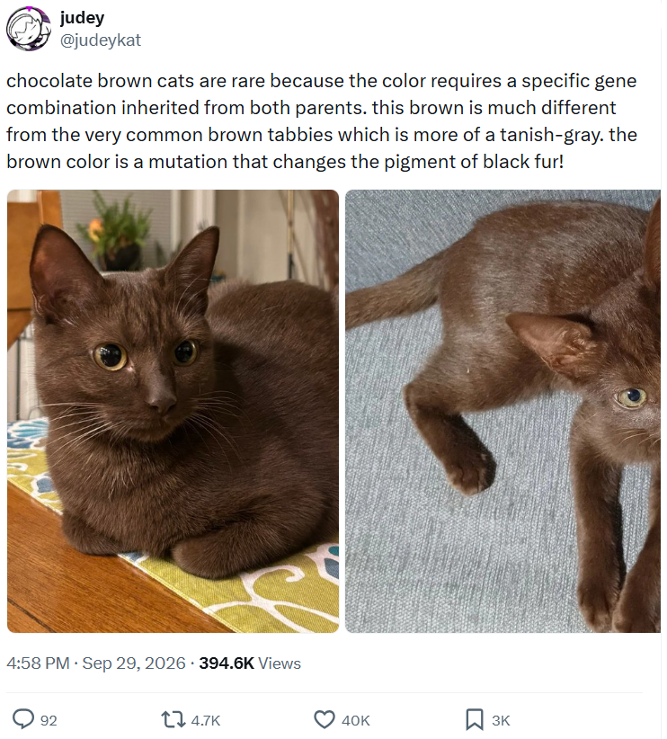 judey @judeykat chocolate brown cats are rare because the color requires a specific gene combination inherited from both parents. this brown is much different from the very common brown tabbies which is more of a tanish-gray. the brown color is a mutation that changes the pigment of black fur! . 4:58 PM · Sep 29, 2026 394.6K Views 92 4.7K 40K 3K