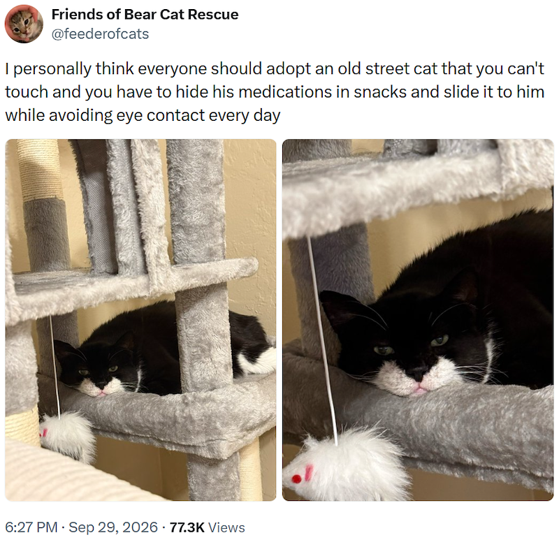 Friends of Bear Cat Rescue @feederofcats I personally think everyone should adopt an old street cat that you can't touch and you have to hide his medications in snacks and slide it to him while avoiding eye contact every day 6:27 PM - Sep 29, 2026 - 77.3K Views