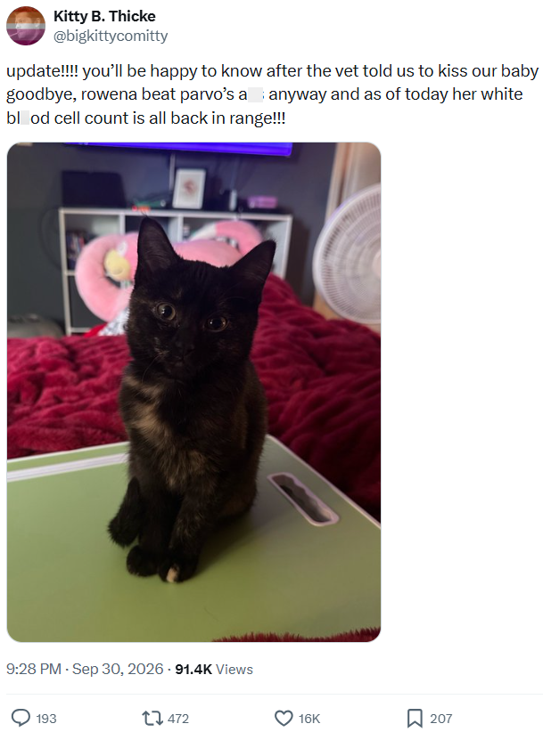 Kitty B. Thicke @bigkittycomitty anyway and as of today her white update!!!! you'll be happy to know after the vet told us to kiss our baby goodbye, rowena beat parvo's a blood cell count is all back in range!!! 9:28 PM - Sep 30, 2026 - 91.4K Views 193 472 16K 207