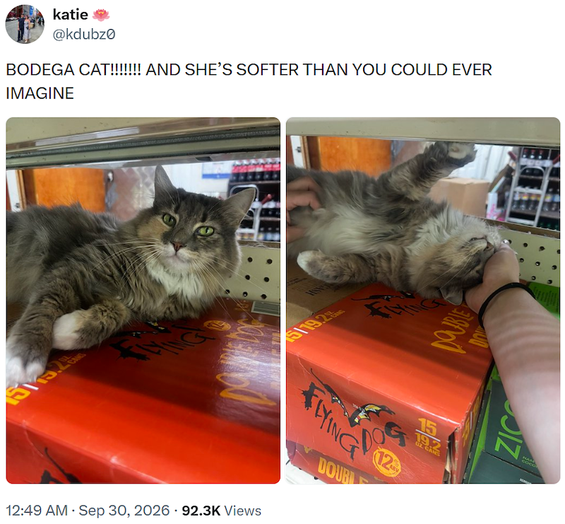 katie @kdubz0 BODEGA CAT!!!!!!! AND SHE'S SOFTER THAN YOU COULD EVER IMAGINE 5115 5/192 FLYING DOUBL • 12:49 AM ⚫ Sep 30, 2026 92.3K Views • 12 ABV DOUBLE 15 19.2 02. CANS IZ NAN coca.
