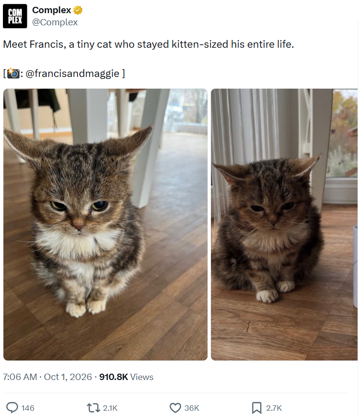COM Complex⭑ PLEX @Complex Meet Francis, a tiny cat who stayed kitten-sized his entire life. []: @francisandmaggie] 7:06 AM • Oct 1, 2026 - 910.8K Views 146 2.1K 36K 2.7K