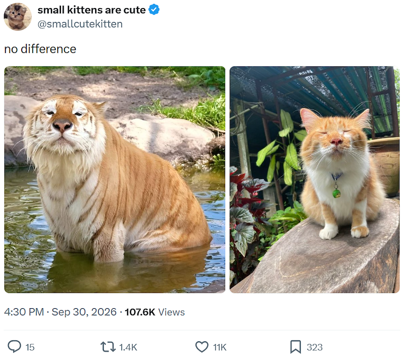 small kittens are cute @smallcutekitten no difference 4:30 PM - Sep 30, 2026 107.6K Views 15 1.4K 11K ☐ 323