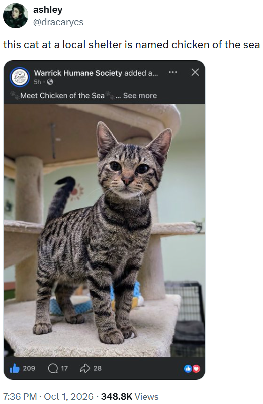 ashley @dracarycs this cat at a local shelter is named chicken of the sea Warrick Humane Society added a... 5h- Meet Chicken of the Sea... See more 209 1728 7:36 PM ⚫ Oct 1, 2026 - 348.8K Views