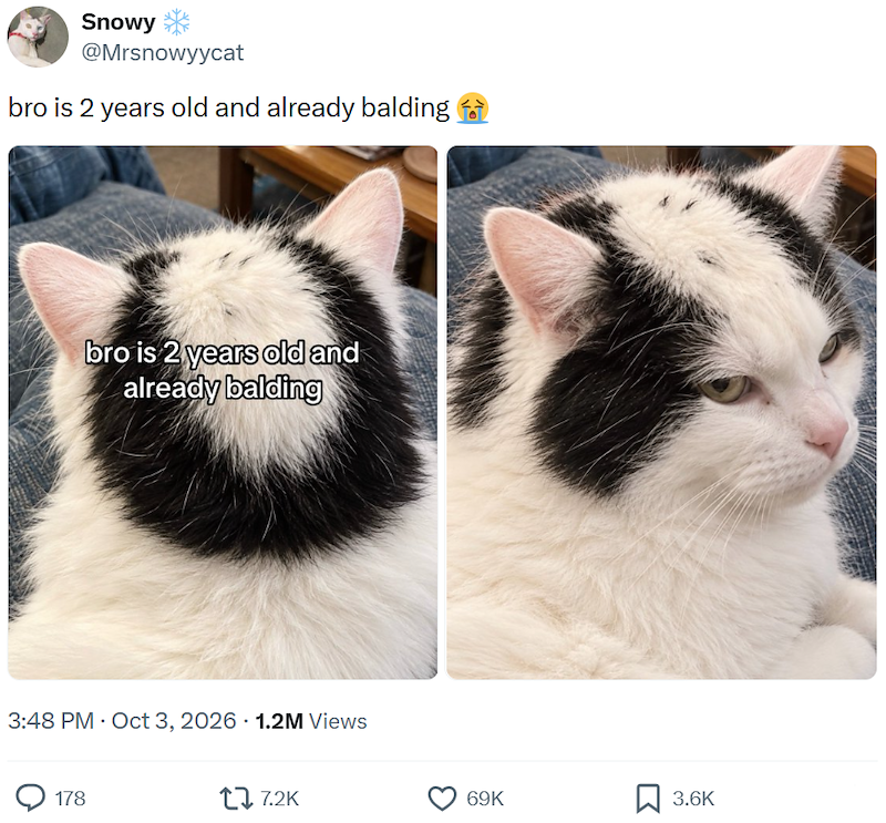Snowy @Mrsnowyycat bro is 2 years old and already balding bro is 2 years old and already balding 3:48 PM - Oct 3, 2026 1.2M Views 178 17.2K 69K 3.6K