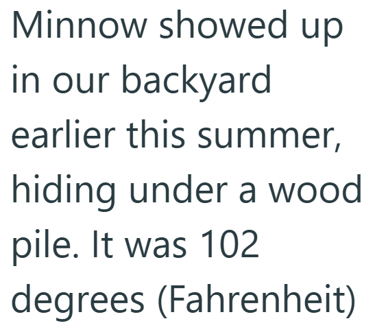 Minnow showed up in our backyard earlier this summer, hiding under a wood pile. It was 102 degrees (Fahrenheit)