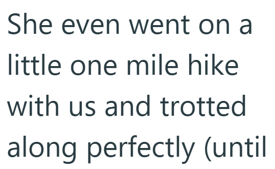 She even went on a little one mile hike with us and trotted along perfectly (until