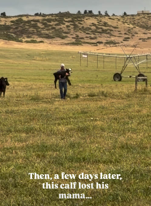 Then, a few days later, this calf lost his mama...